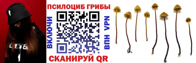 магазин  наркотиков  Чухлома  Галлюциногенные грибы мицелий 